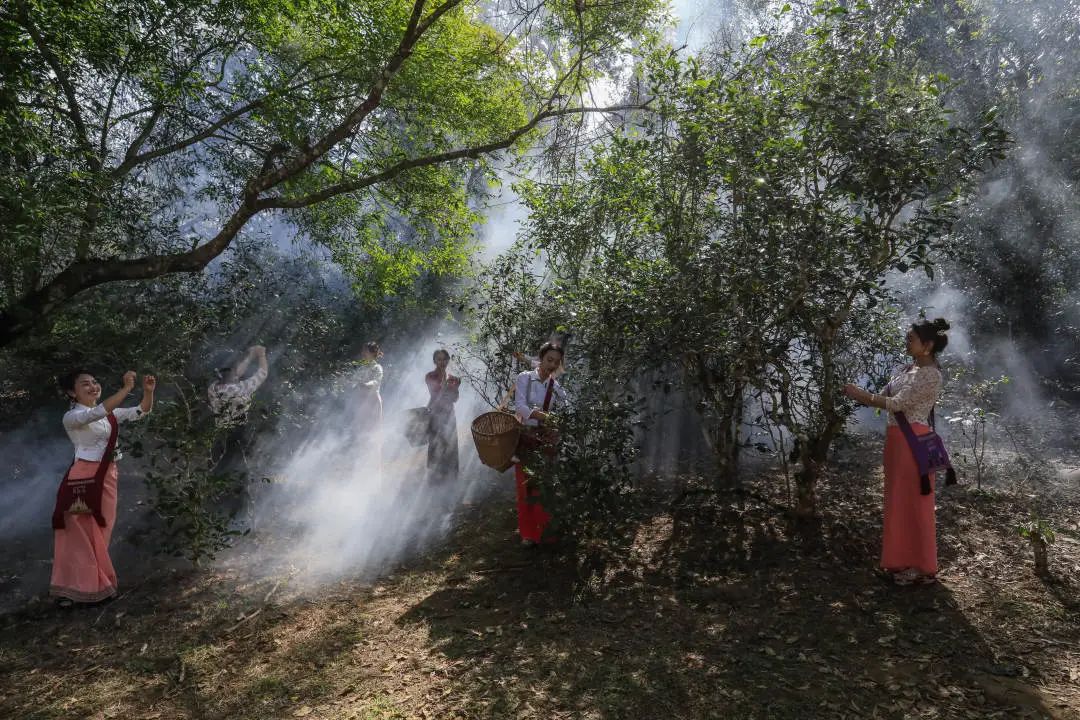 景點VR：“普洱景邁山古茶林文化景觀”申遺成功！(圖2)