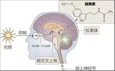 孩子一到冬天起床就特別困難，原來真不是因為懶……(圖3)